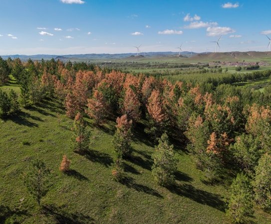 A lush, green landscape filled with clusters of trees. The trees have a mixture of vibrant green and some brownish hues, suggesting varying stages of life or seasons. In the distant horizon, wind turbines are visible beneath a bright blue sky scattered with fluffy clouds, indicating renewable energy usage.